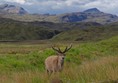 View from car window at one of NT Torridon car parks. The deer are obviously used to tourists!