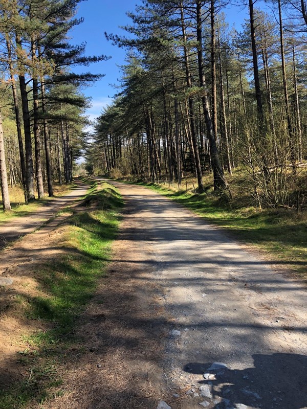 Sunny walk along forest path