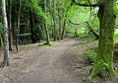 Image of a woodland path