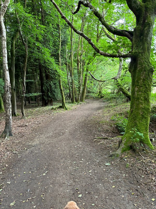 Image of a woodland path