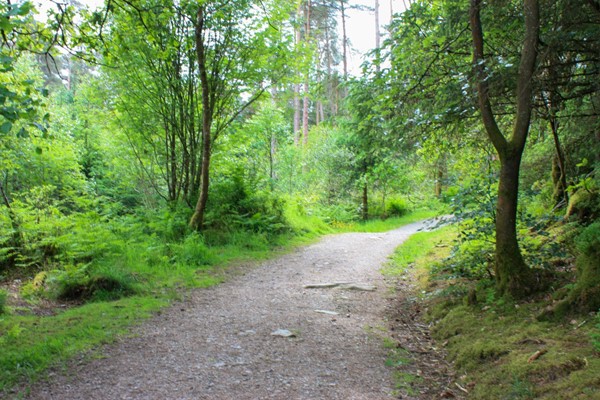 Path through woods with some sharp stones poking through