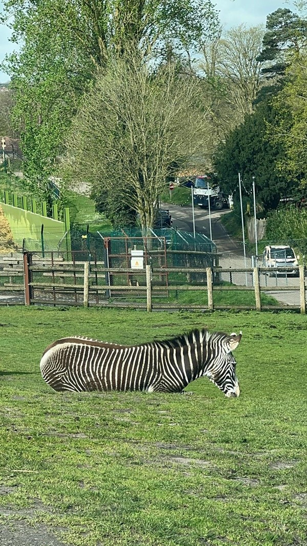 Image of a zebra