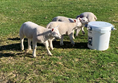 These are the lambs that have either been rejected by their mum or the sheep didn’t have enough milk to feed them.