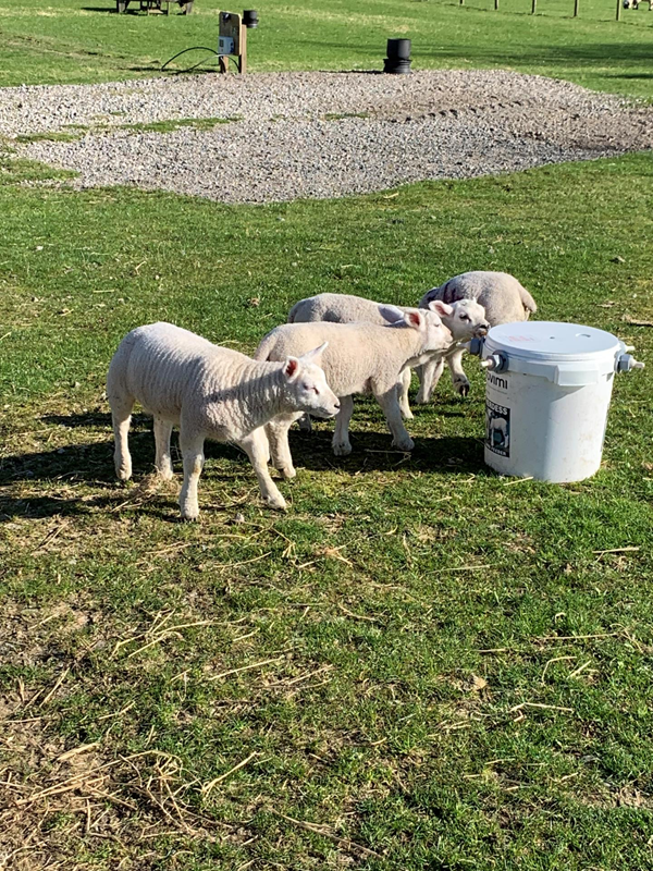 These are the lambs that have either been rejected by their mum or the sheep didn’t have enough milk to feed them.