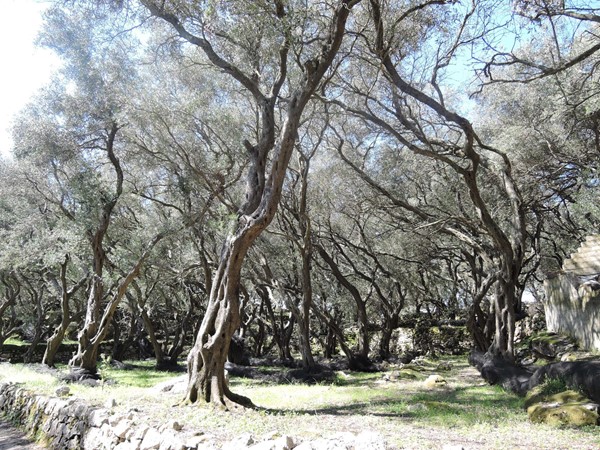 Olive trees