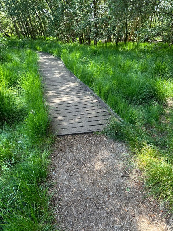 Image of a slight lip going up from the nature pathway to the wooden one.