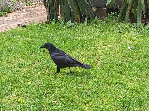 Picture of The Phoenix Garden, London