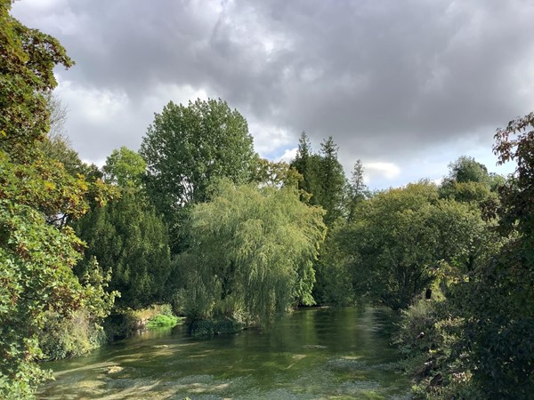 River and trees