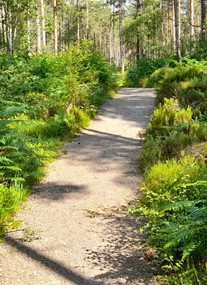 Silverbridge Forestry Walk