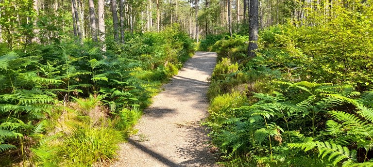 Silverbridge Forestry Walk