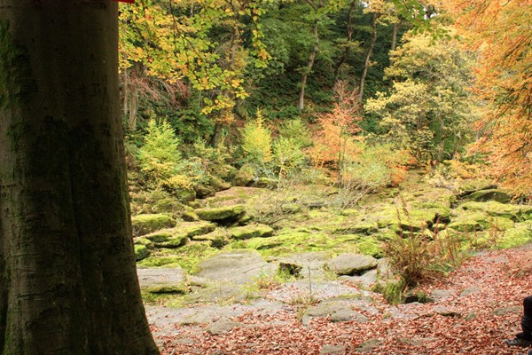 Strid Woods