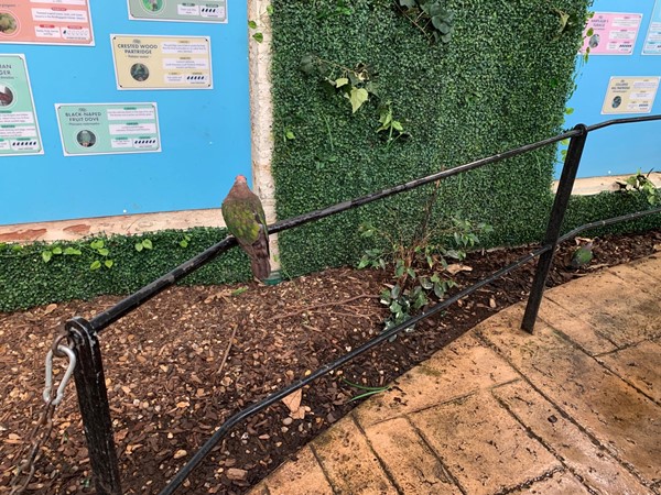 Picture of a bird on a fence