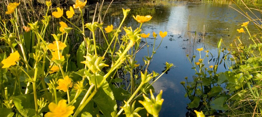 WWT London Wetland Centre