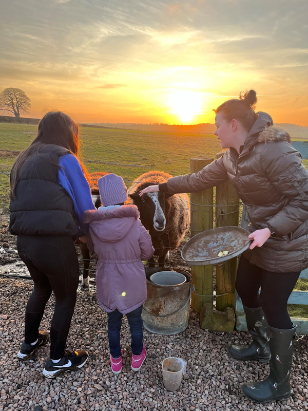 Feeding the sheep.