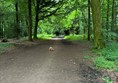 Image of a woodland path