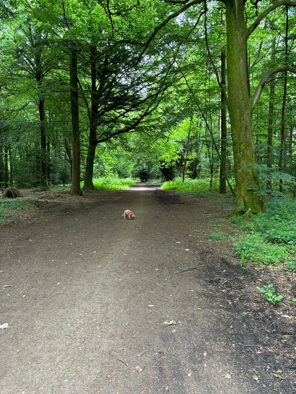 Image of a woodland path