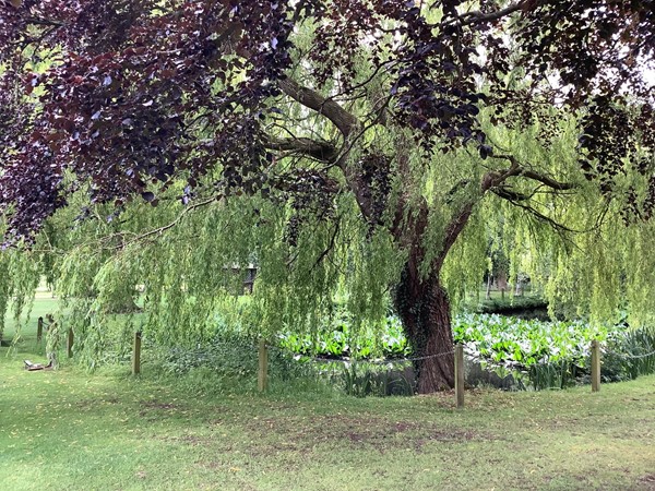 Picture of Rookery Hall Hotel & Spa