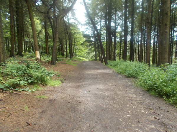 Picture of Beacon Fell Country Park