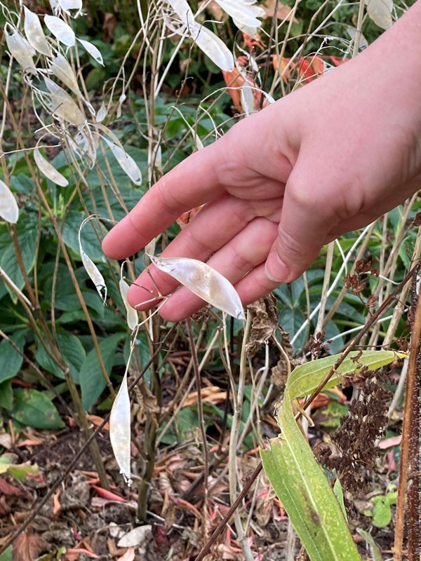 Sensory garden visual