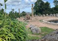 Image of  an elephant in an enclosure