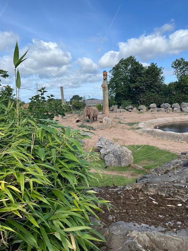 Image of  an elephant in an enclosure