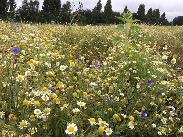 Picture of flowers at Rimrose Valley Country Park