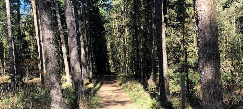 Newborough Forest