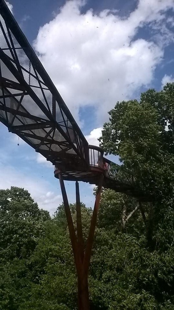 Picture of Kew Gardens -  Aerial walkway