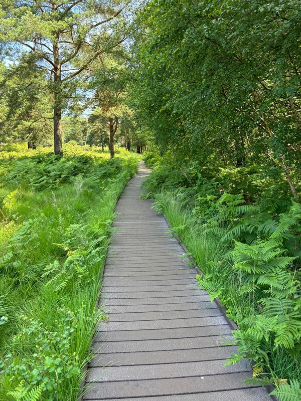 Image of a smooth pathway with planked wood.