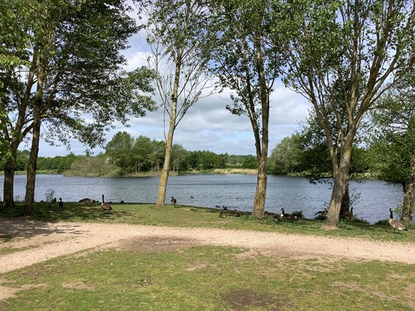 Picture of some trees by a marina