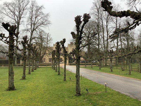 The deciduous trees along Monks Walk