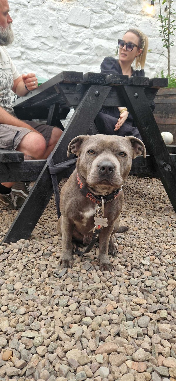 Image of a dog staring at the camera