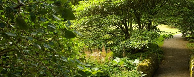 Disabled Access Day at Dawyck Botanic Garden article image