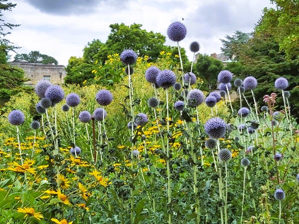 Thistles