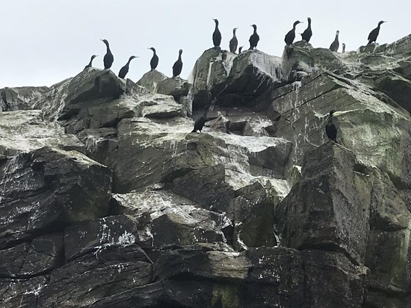 Shags seen on the rocks on our trip