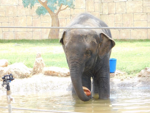 Pafos Zoo