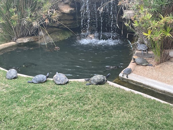 Image of turtles by a pool