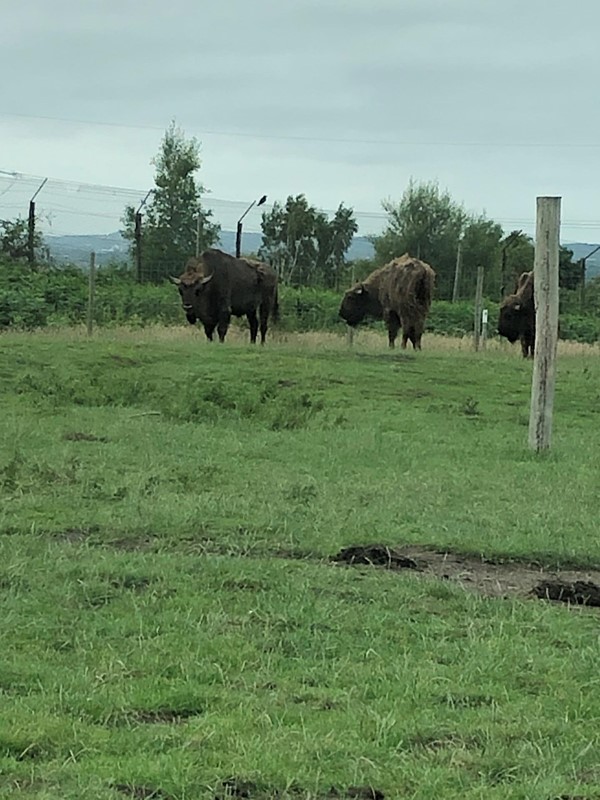 Picture of Knowsley Safari