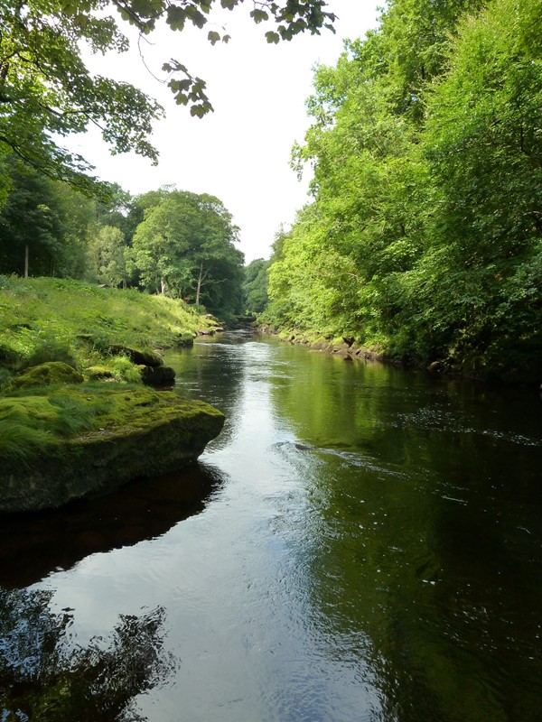 Picture of Strid Wood and the Strid