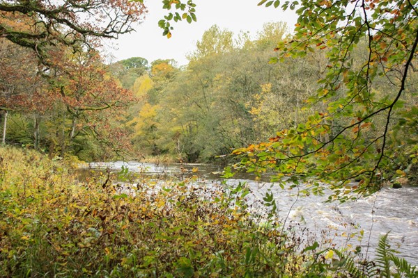 The River Wharfe flowing quickly through late autumnal trees.