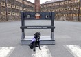 Large yard area with prison in background. The stocks have the prison name and an assistance dog is sitting in front of them.
