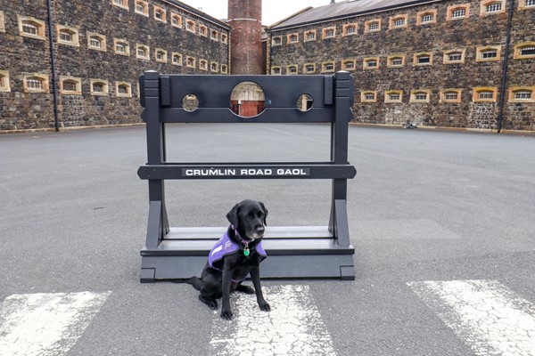 Large yard area with prison in background. The stocks have the prison name and an assistance dog is sitting in front of them.