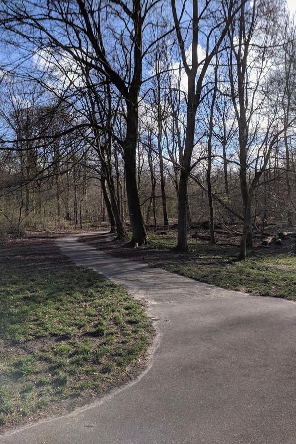 Picture of Scheveningen Woods