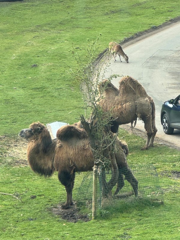 Image of some camels