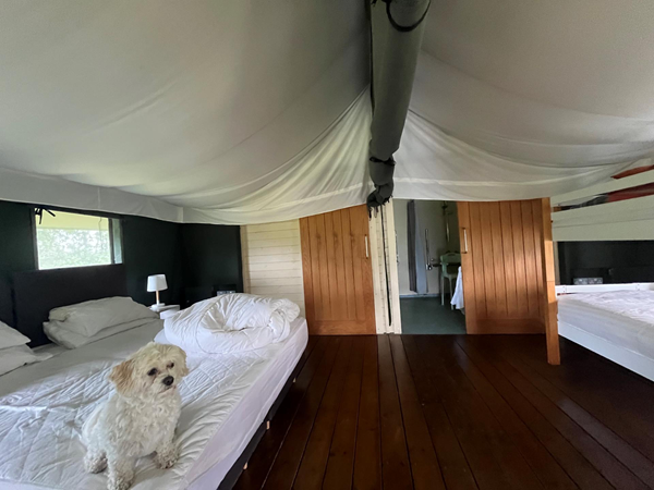 Image of the inside of a tent and a dog