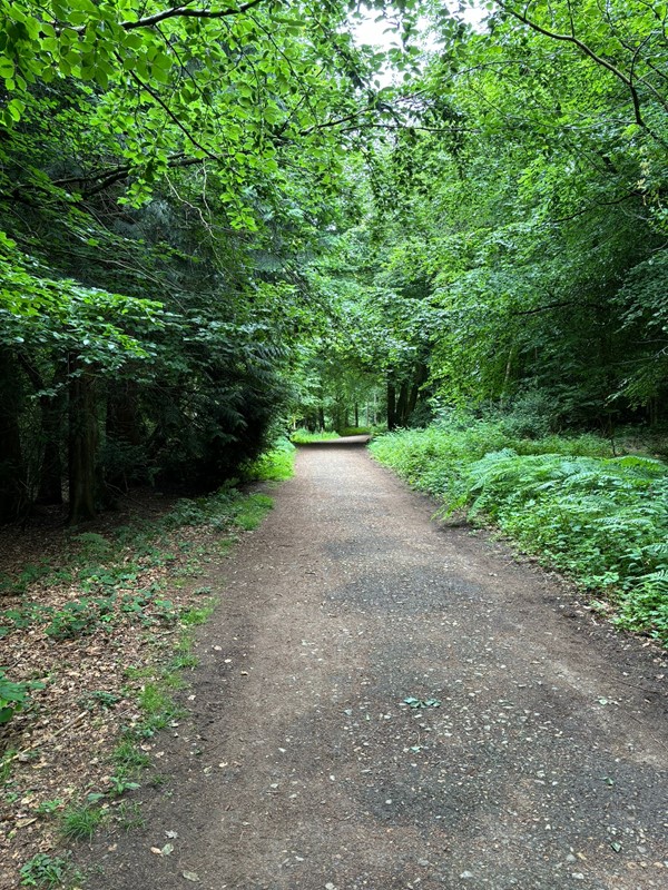 Image of a woodland path