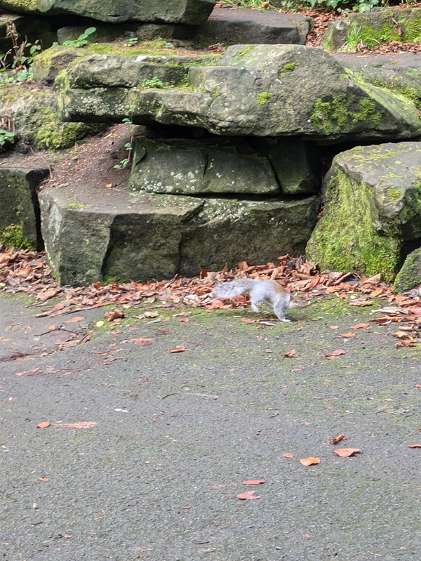 Image of a squirrel at Pittencrieff Park