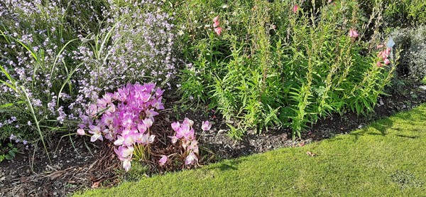 Picture of Logan Botanic Gardens