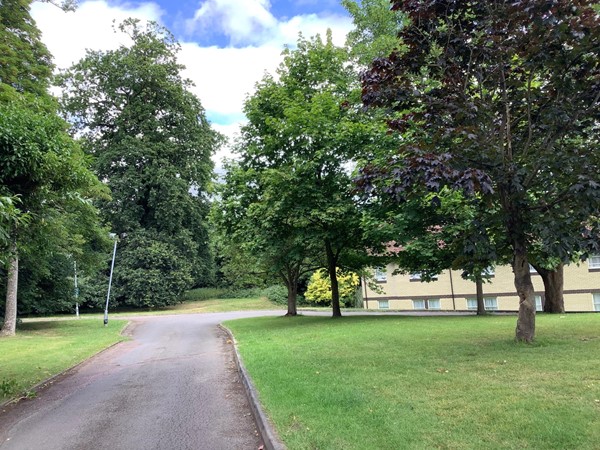 Picture of a road through trees