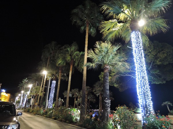 Palm trees illuminated at night